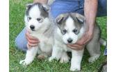Home Raised Siberian Husky puppies available.