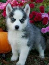 Incredibly sweet and spunky little male and female siberian husky puppies