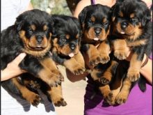 Male and female Rottweiler puppies available