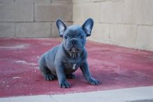 Outstanding French bulldog puppies text us (701) 369-3015