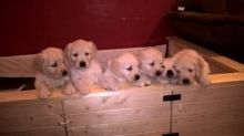 Quality kc reg Golden Retriever Puppies available for sale