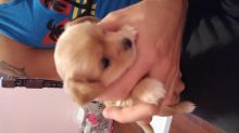 Roxy, female chihuahua puppy ready for new homes