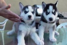 Seeking a good home for my Siberian Husky puppies.