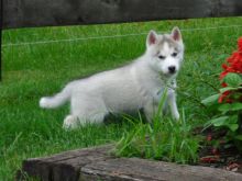 Super adorable siberian husky Puppies.