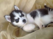 Sweetie Male and female siberian husky puppies.