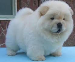 beautiful chow chow puppies Image eClassifieds4u