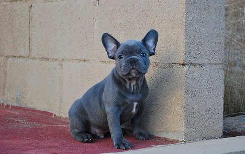 Cheerful French bulldog puppies text us (701) 369-3015 Image eClassifieds4u