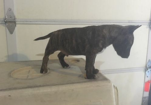 Delighted Bull Terrier puppies text us (701) 369-3015 Image eClassifieds4u