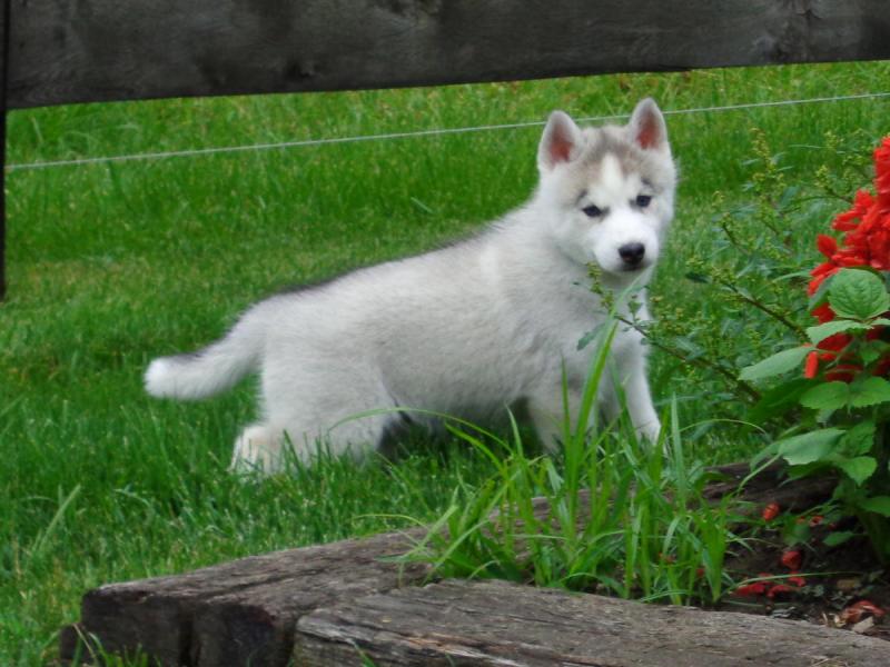 Excellent Siberian Husky Puppies of prefect quality. Image eClassifieds4u