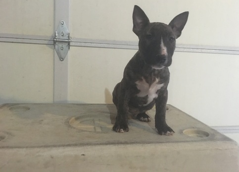 Happy Bull Terrier puppies text us (701) 369-3015 Image eClassifieds4u