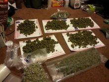 Medical marijuana and other cannabis strains at moderate prices (682) 253-1703 Image eClassifieds4U
