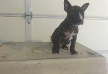 Champion Bull Terrier puppies text us (701) 369-3015 Image eClassifieds4U