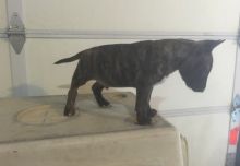 Delighted Bull Terrier puppies text us (701) 369-3015 Image eClassifieds4U