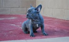 Funny French bulldog puppies text us (701) 369-3015 Image eClassifieds4U