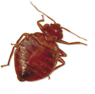 Pest Control and Prevention Image eClassifieds4u 3