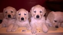 Quality kc reg Golden Retriever Puppies available for sale Image eClassifieds4u 2