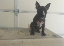 Swell Bull Terrier puppies text us (701) 369-3015 Image eClassifieds4U