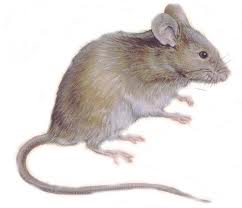 Pest Control and Prevention Image eClassifieds4u