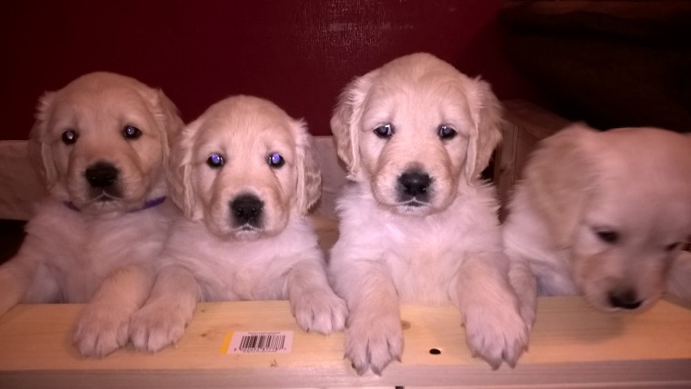 Quality kc reg Golden Retriever Puppies available for sale Image eClassifieds4u