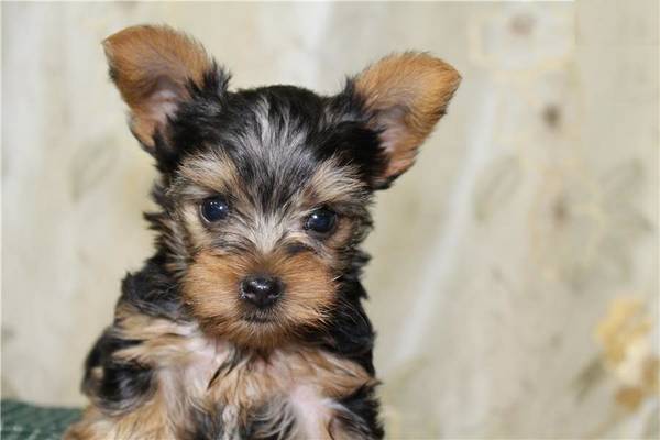 Quality Male and Female Yorkie Puppies For Adoption Image eClassifieds4u