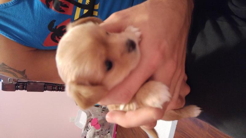 Roxy, female chihuahua puppy ready for new homes Image eClassifieds4u