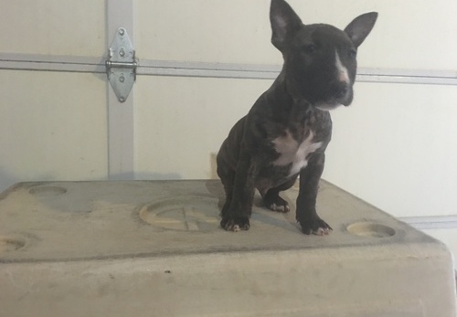 Snickered Bull Terrier puppies text us (701) 369-3015 Image eClassifieds4u