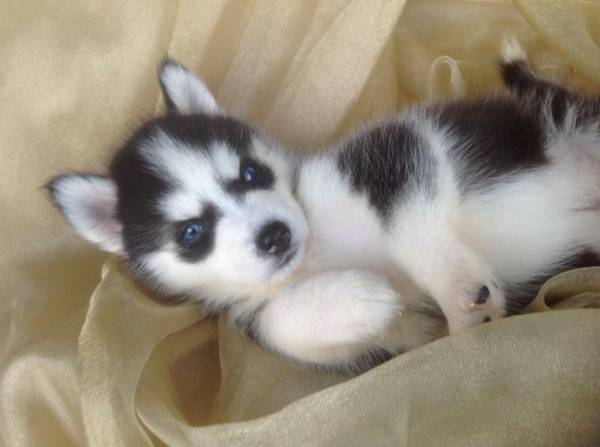 We have two siberian husky pups to any pet loving home. Image eClassifieds4u