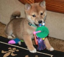 Adorable Home raised Shiba Inu Puppies Available