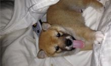 Adorable Home raised Shiba Inu Puppies Available