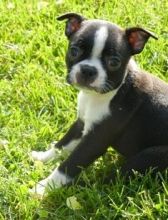 Amused Boston terrier puppies text us (701) 369-3015