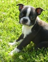 Dandy Boston terrier puppies text us (701) 369-3015