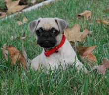 Excellently Pug puppies text us (701) 369-3015