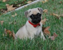 Golden Pug puppies text us (701) 369-3015