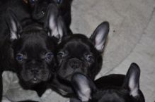 Playful French bulldog puppies 2male 2 female available Text 901-401-8672