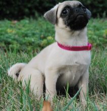 Pleased Pug puppies text us (701) 369-3015