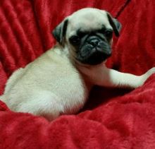 Tremendous Pug puppies text us (701) 369-3015