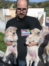 Whooped Golden Retriever puppies text us (701) 369-3015