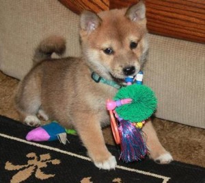 Adorable Home raised Shiba Inu Puppies Available Image eClassifieds4u