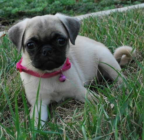 Alive Pug puppies text us (701) 369-3015 Image eClassifieds4u