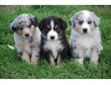 Adorable Australian Shepherd puppies