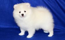 Best White Home Trained Pomeranian Puppy