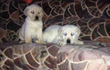 Big chunky boned labrador puppies Text (205) 598-5317