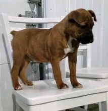 Boxer puppies for adoption