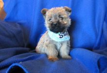 Cairn Terrier Puppies Available For Caring Families