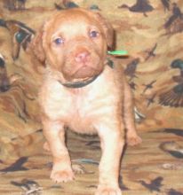 Chesapeake Bay Retriever Puppies Available For Caring Families