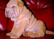 Chinese Shar-Pei Puppies Available For Caring Families