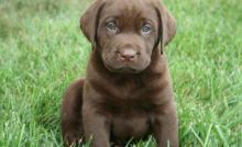 Chocolate Labrador Puppies Available For Caring Families