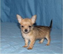Chorkie Puppies Available For Caring Families