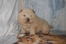 Chow Chow Puppies Available For Caring Families