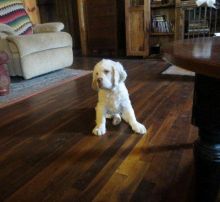 Clumber Spaniel Puppies Available For Caring Families